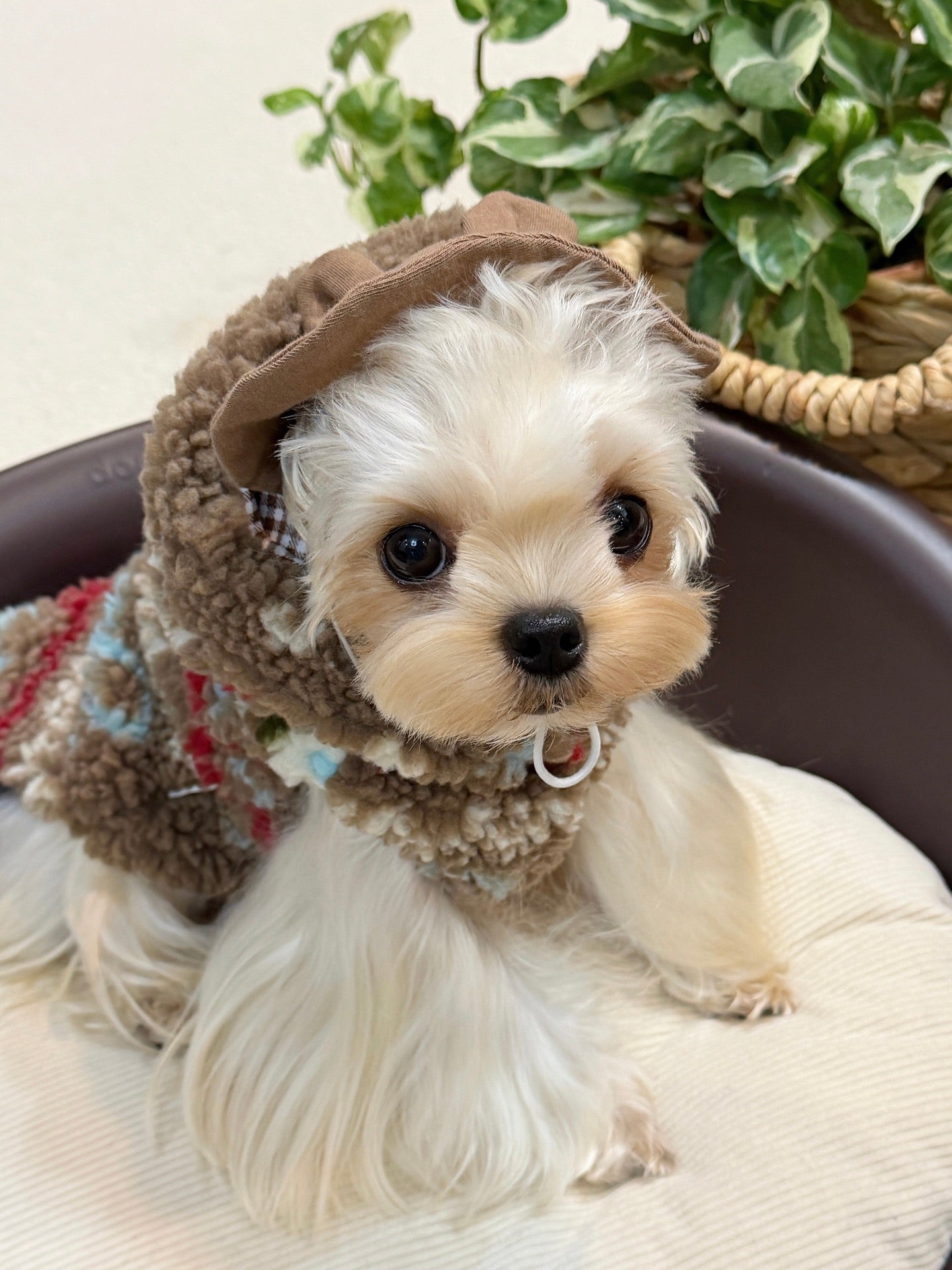 Ginger Cottage Fleece 薑餅小屋絨背心