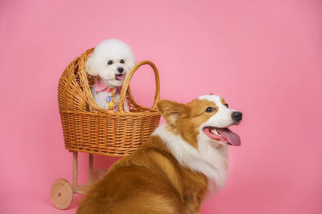 Cartoon Bowtie Collar 卡通小領帶