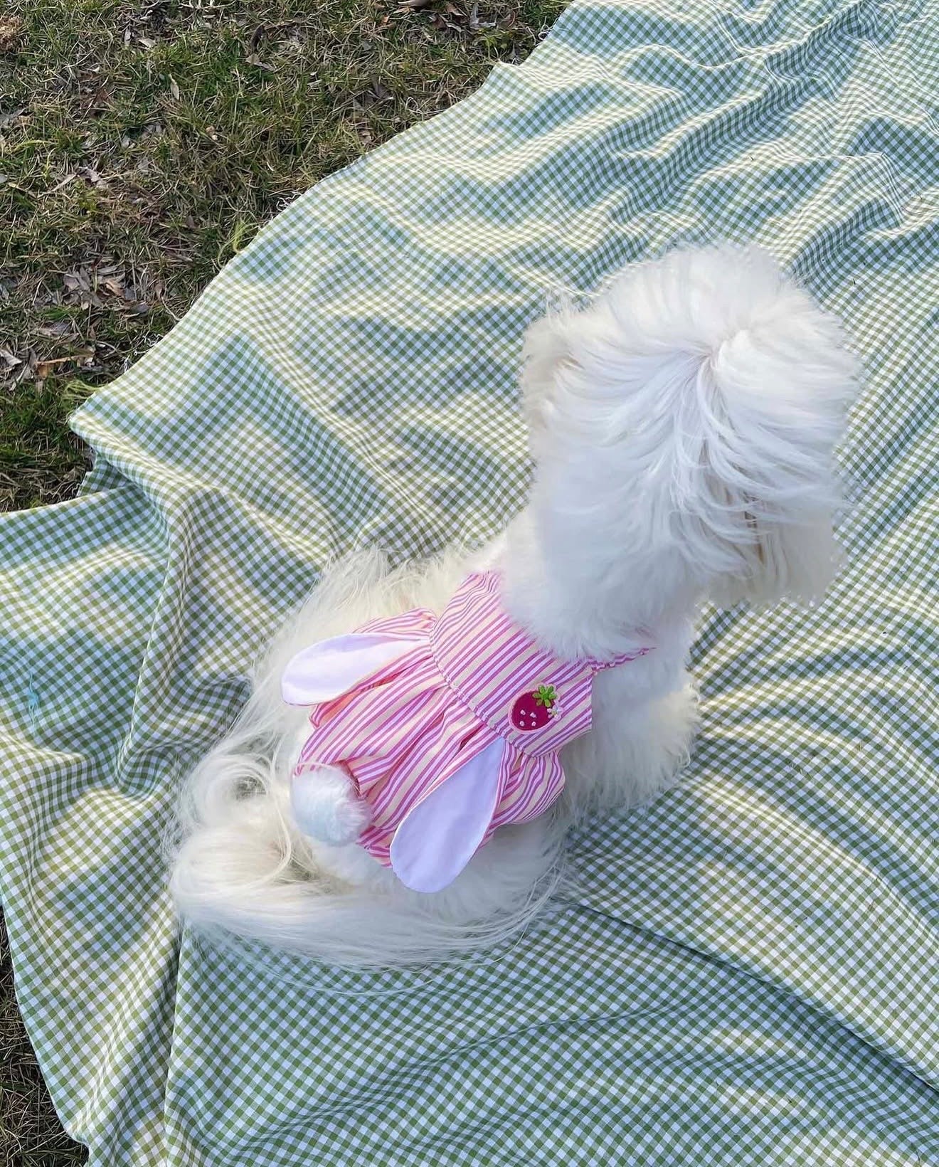 Strawberry Bunny Striped Dress 草莓兔兔條紋裙