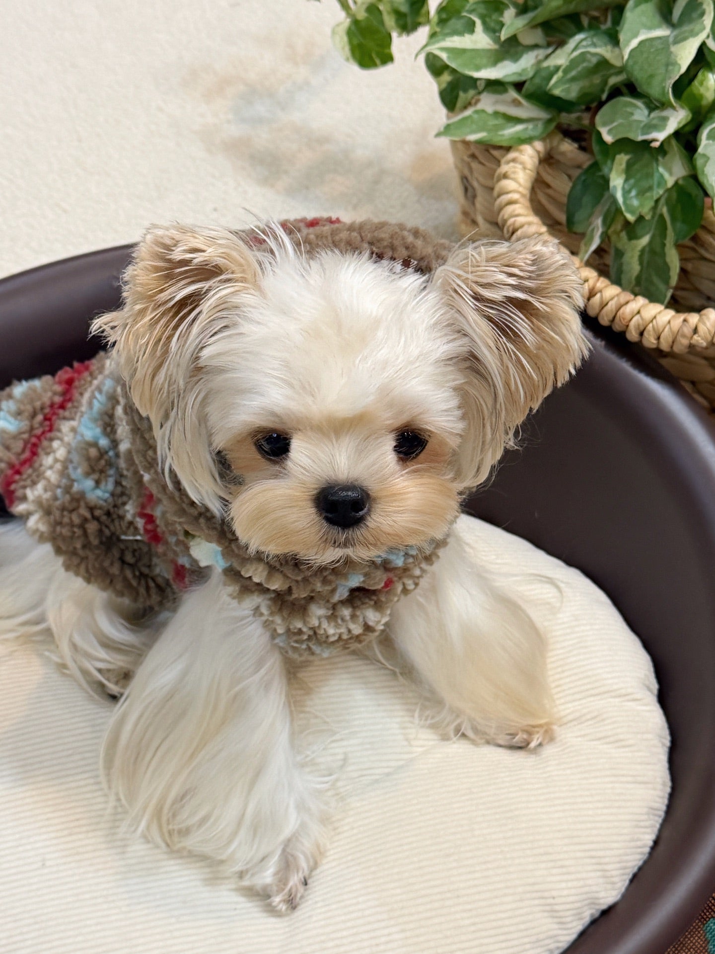 Ginger Cottage Fleece 薑餅小屋絨背心