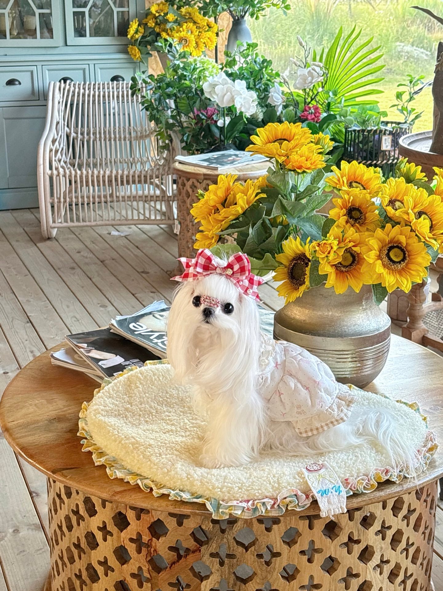 Teddy Lace Dress 熊熊棉裙