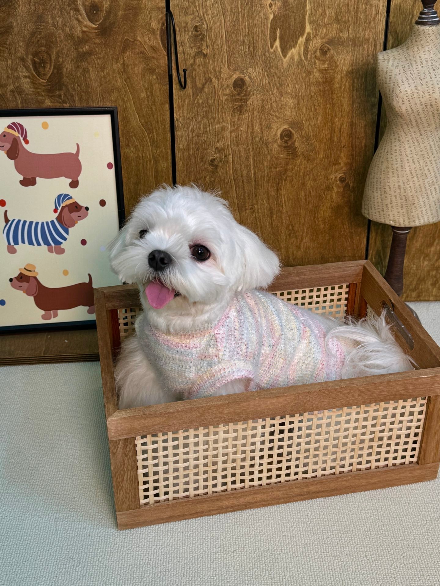 Rainbow Marshmallow Sweater 彩虹糖馬海毛衣