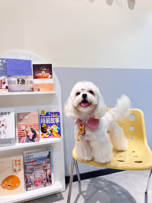 Cartoon Bowtie Collar 卡通小領帶